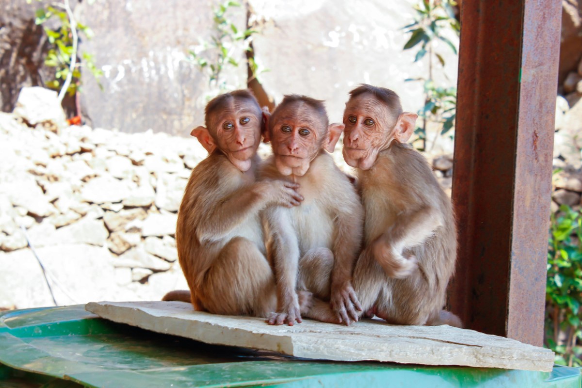 Three monkeys image